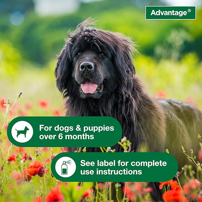 Advantage treatment spray for dogs kills fleas 8 fl oz