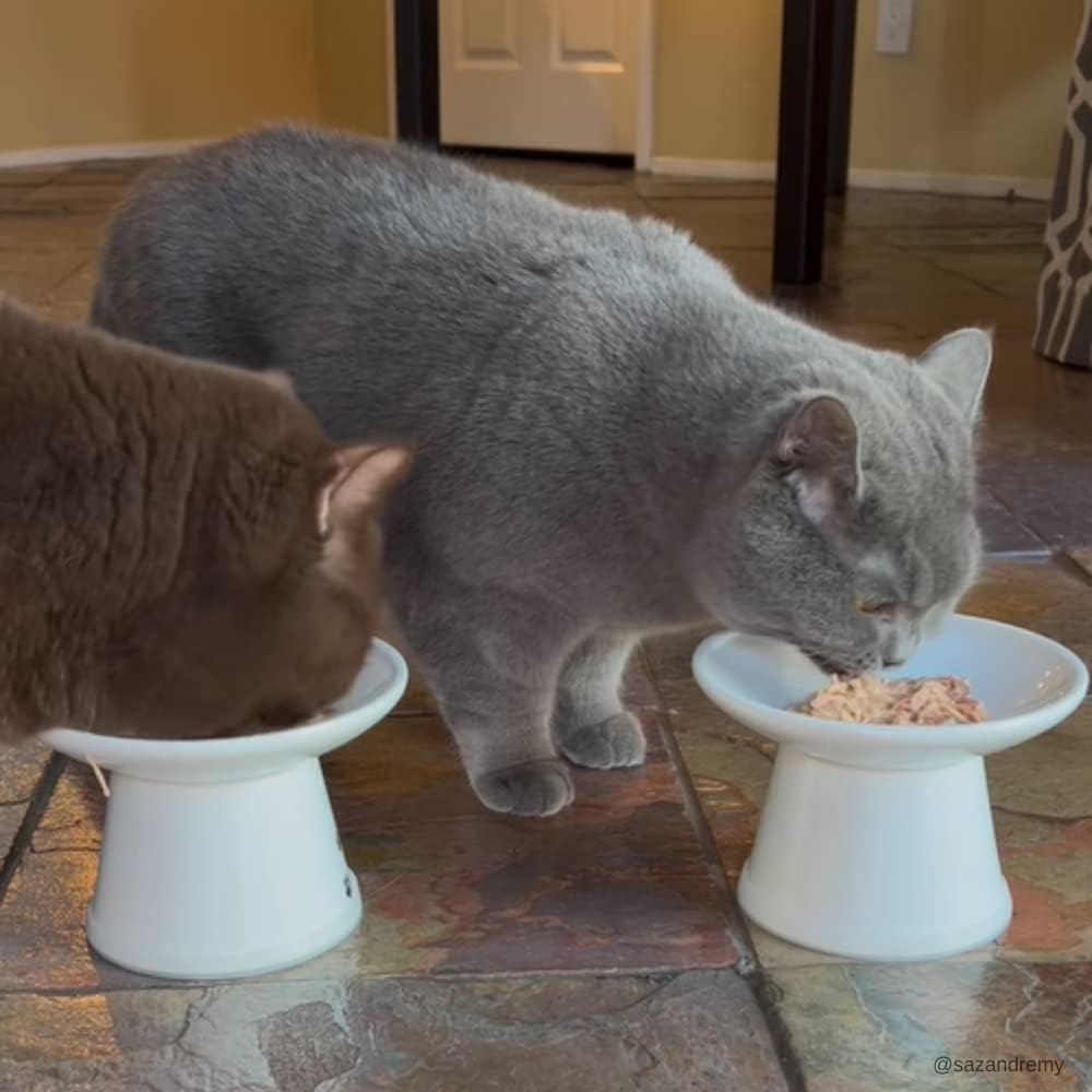 Rawz canned cat food chicken and pumpkin