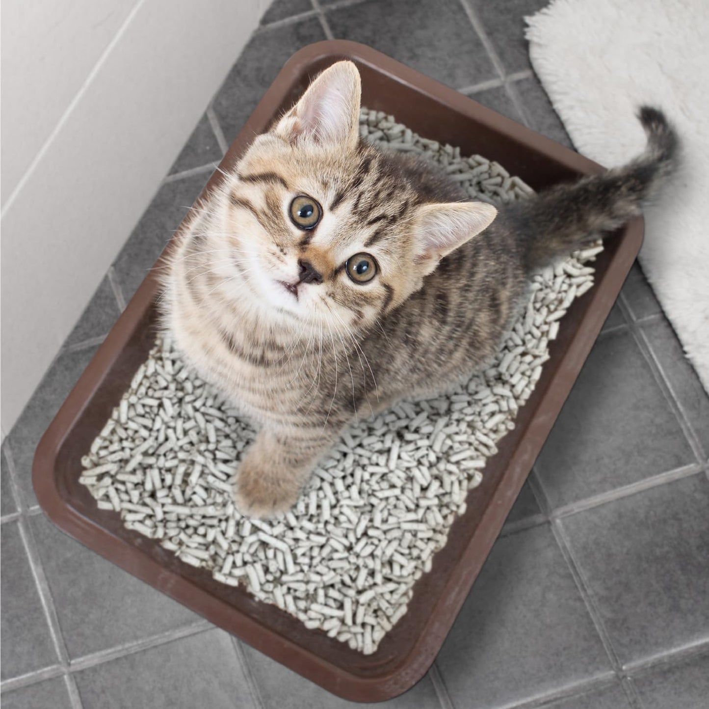Breeder Celect® | 99% Recycled Paper Cat Litter Pellets | Highly Absorbent | Odor Control | Controls Odors Naturally | Natural and Nontoxic | Low Dust and Easy to Clean | 7 lb Bag