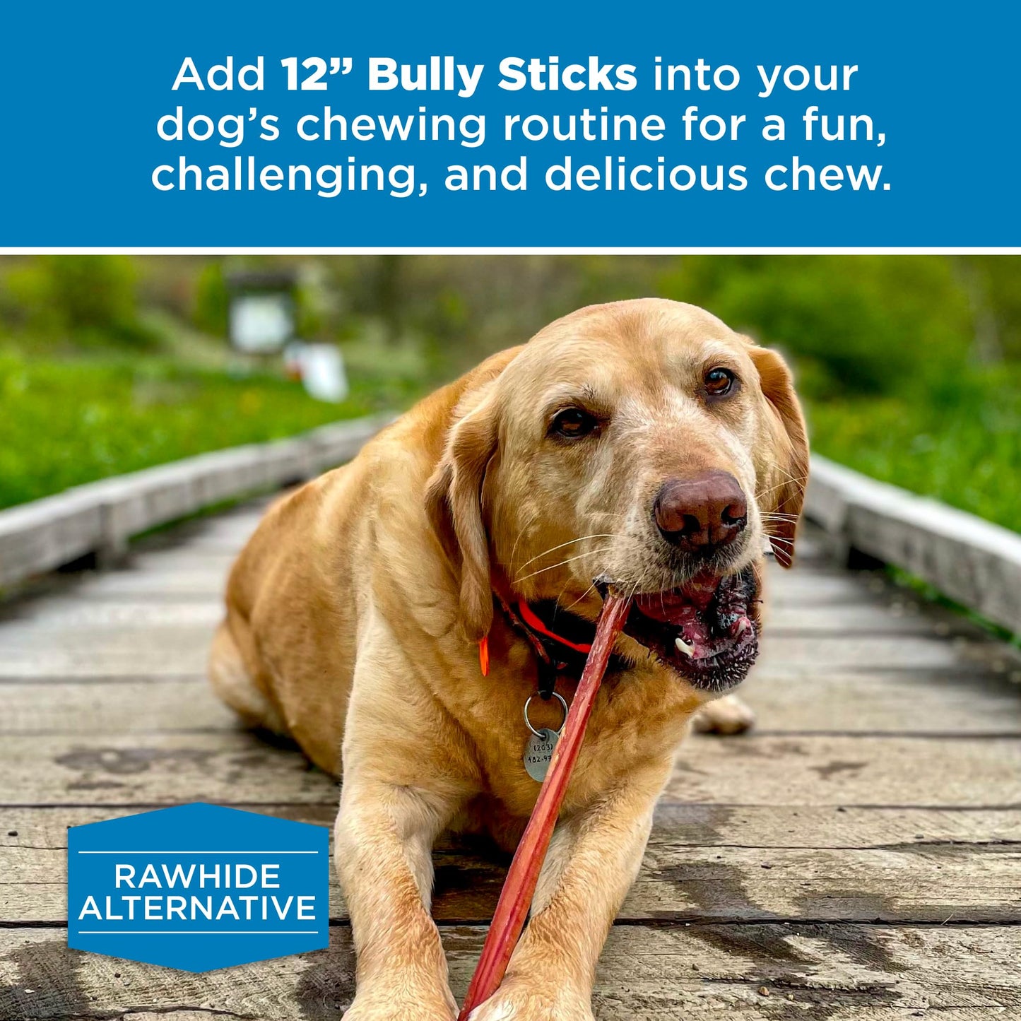 Best Bully Sticks 12 Inch Bully Sticks - 8 oz (Pack of 1) - 100% Natural Grass-Fed, Perfect for Medium or Large Canines