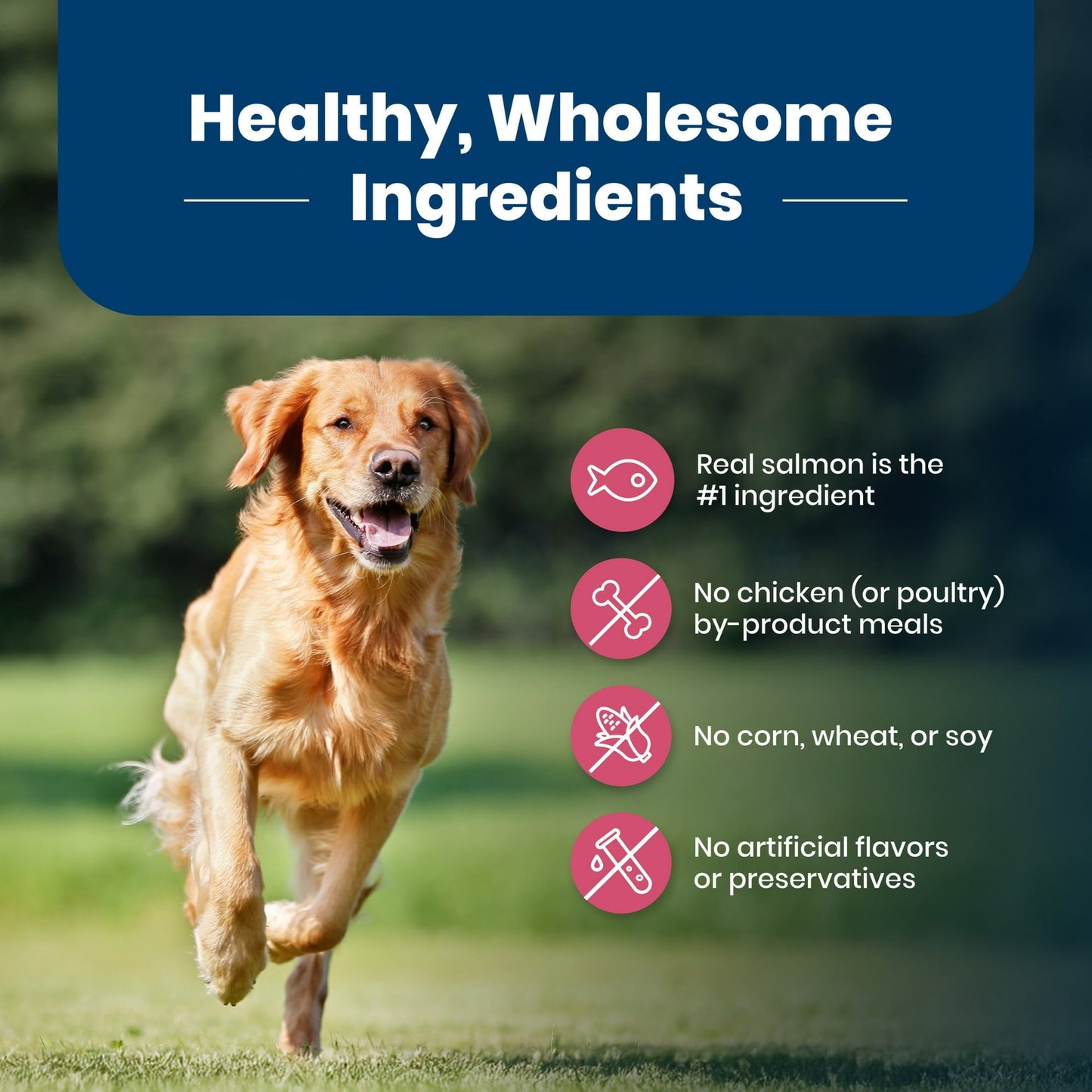 Blue buffalo adult salmon and brown rice recipe 5lbs