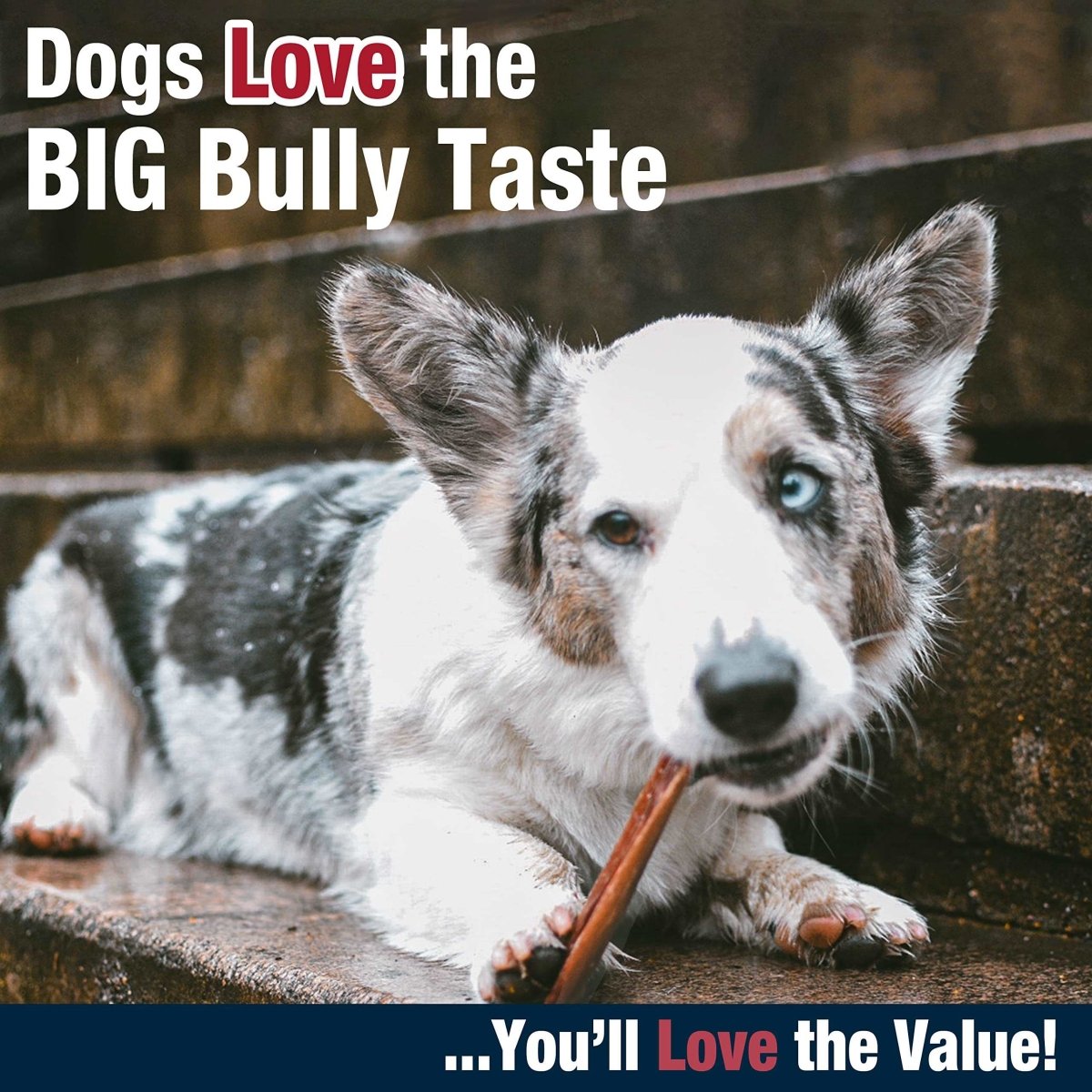 Cadet Bully Hide Sticks for Small, Medium and Large Dogs – All - Natural Beef Pizzle, High Protein, Low Fat, Long - Lasting, Grain & Rawhide - Free Dog Chews for Aggressive Chewers, Small (9 Count) - 768303705557
