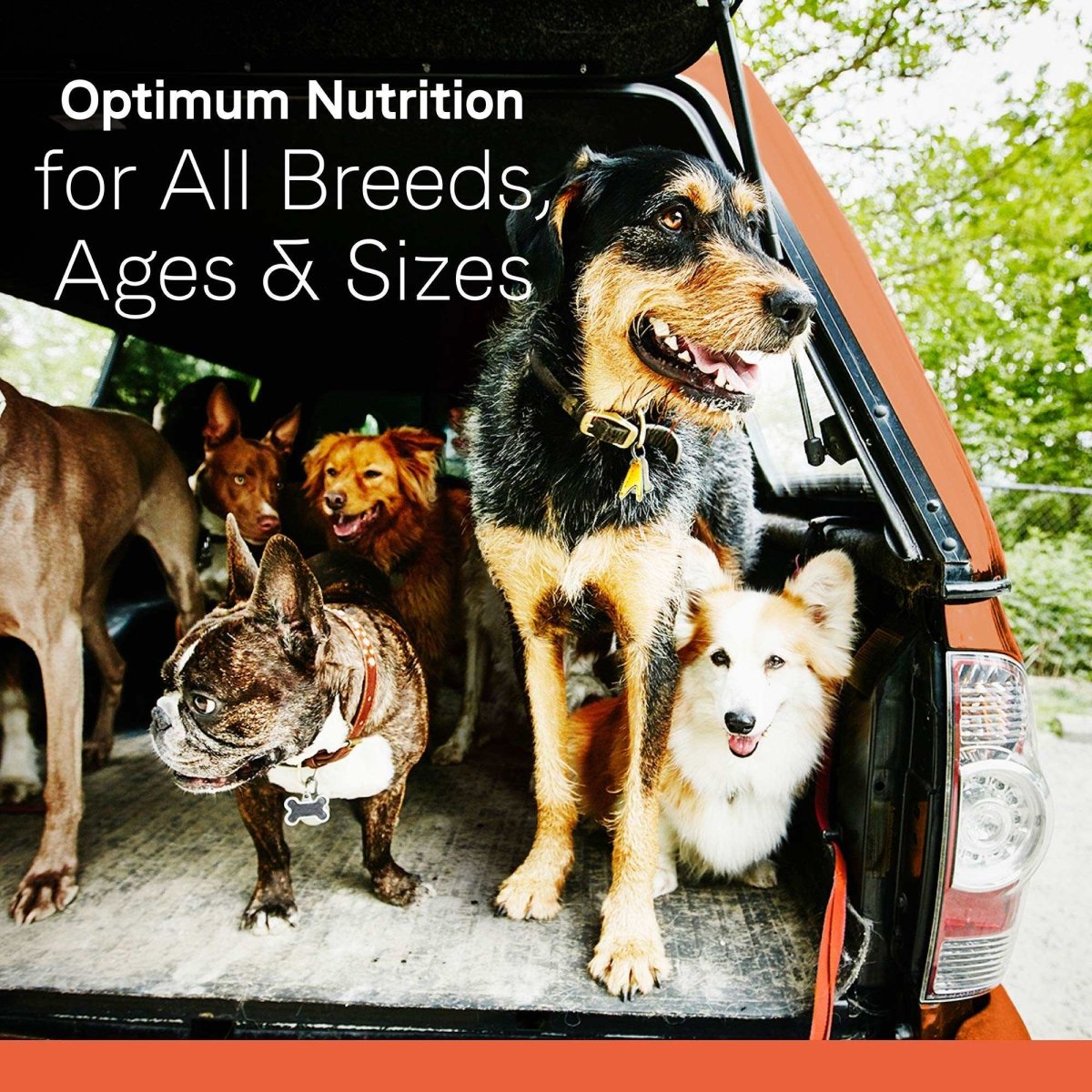 Canidae All Life Stages Premium Dry Dog Food for All Breeds, All Ages, Chicken Meal & Rice Recipe, 27 lbs. - 640461011308