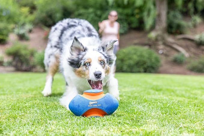 Chuck it giggle fumble fetch
