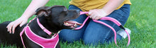 Coastal leash 4 pink