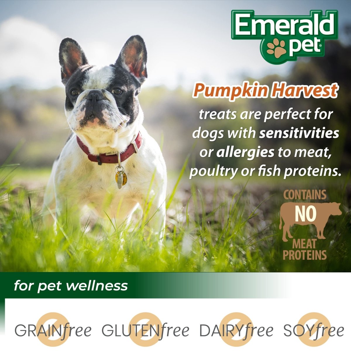 Emerald Pet Pumpkin Harvest Pumpkin Dog Treats — Low - Fat Chewy Natural Dog Treats with Pumpkin for Digestive Health — Meat Free, Poultry Free, Wheat Free Dog Treats — Blueberry, 6 oz - 856916006458