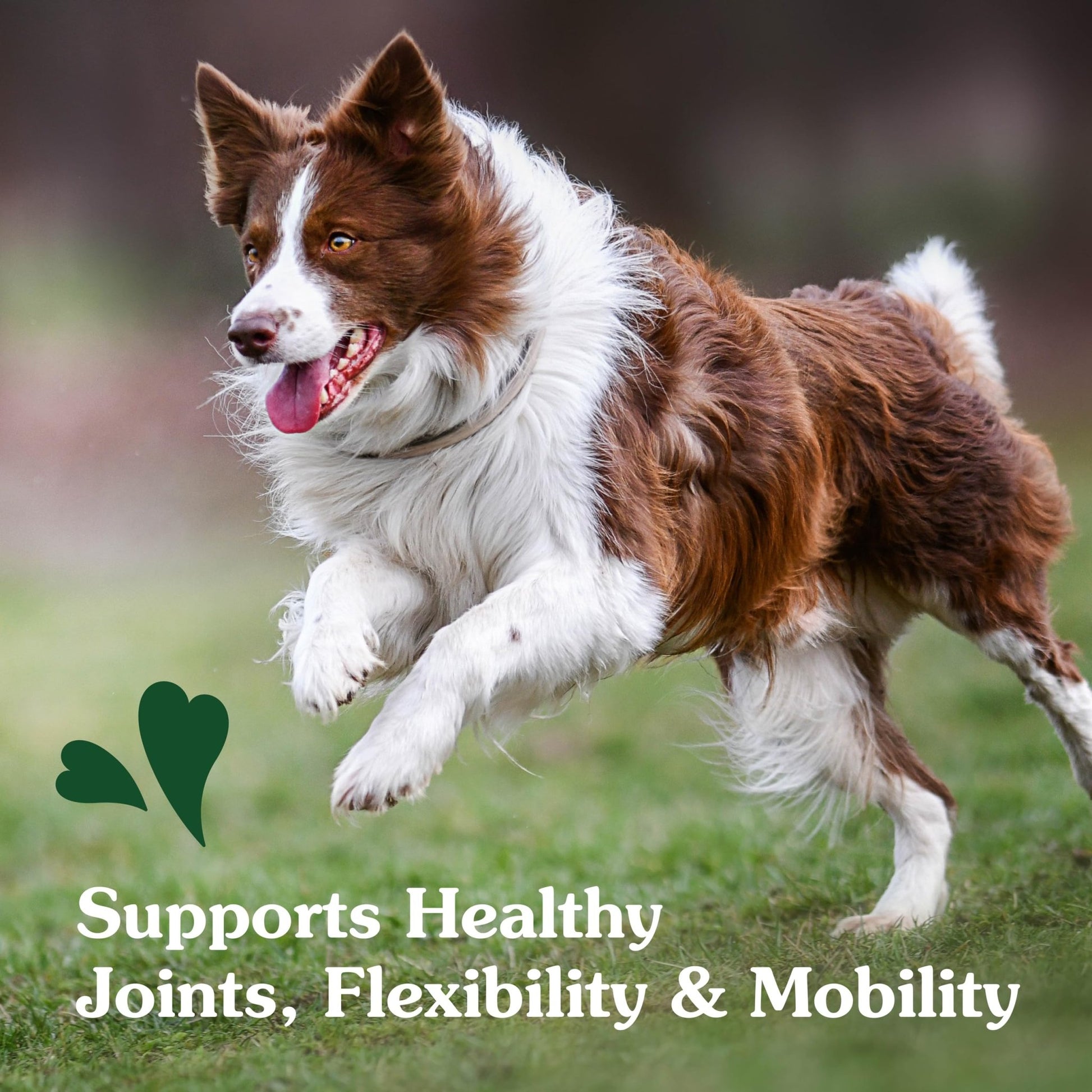 Greenies Supplements Hip and Joint Supplements for Dogs, Chicken Flavor, 6.08 oz., 30 Count Soft Chews Dog Joint Supplements