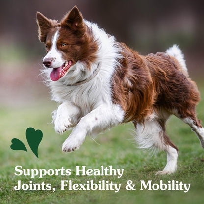 Greenies Supplements Hip and Joint Supplements for Dogs, Chicken Flavor, 6.08 oz., 30 Count Soft Chews Dog Joint Supplements