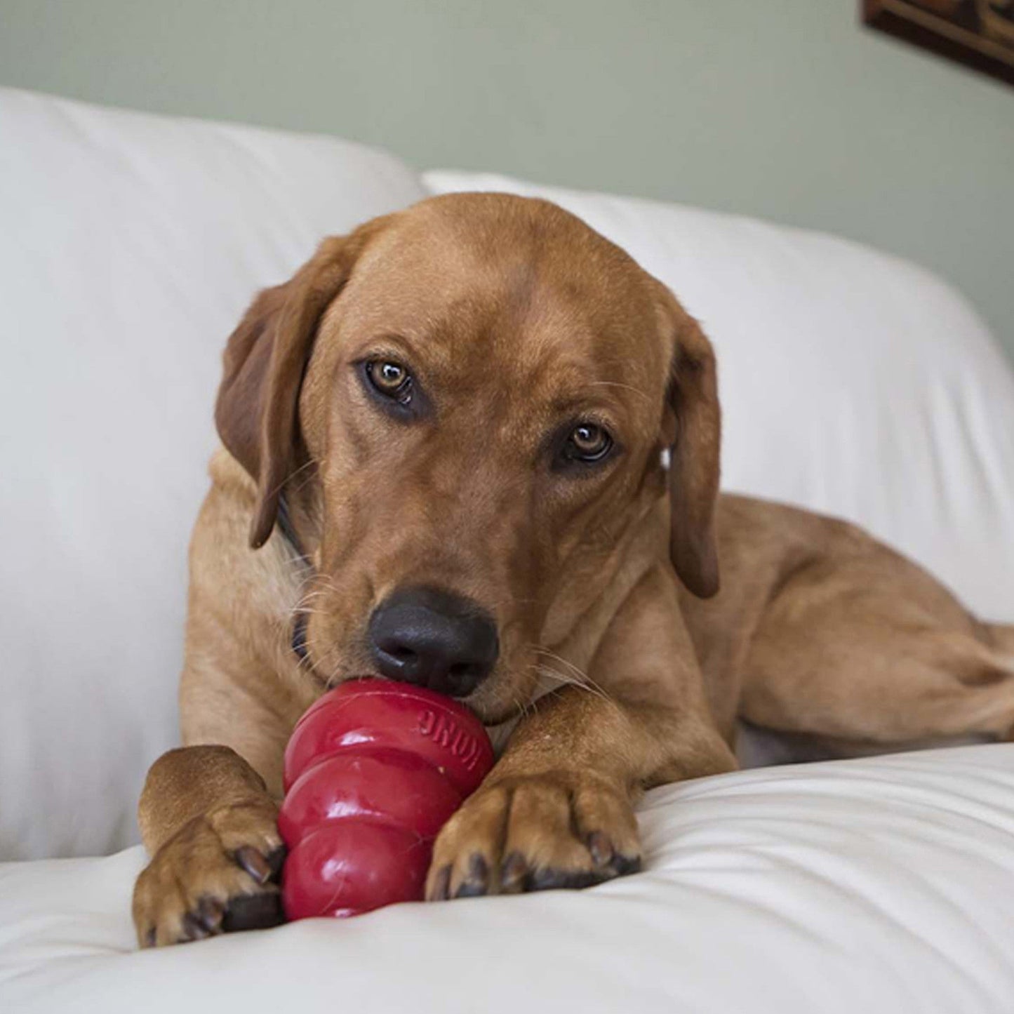 Kong snacks small liver recipe dog treats