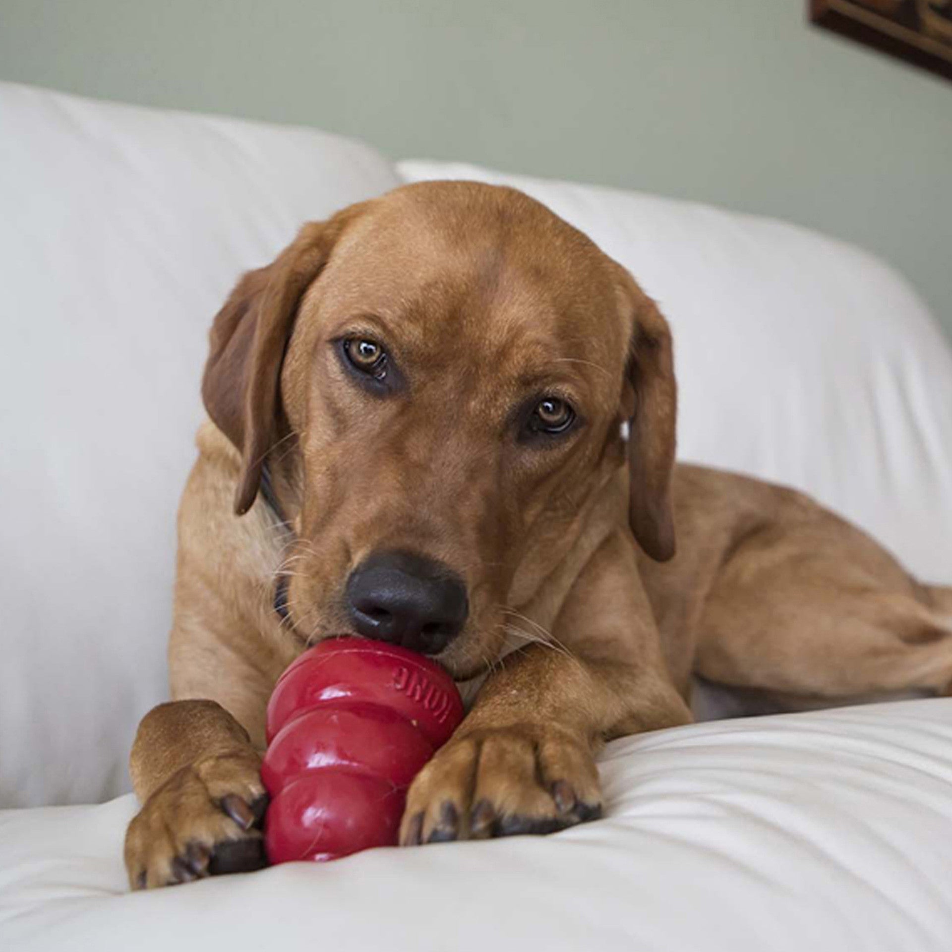 Kong snacks small liver recipe dog treats