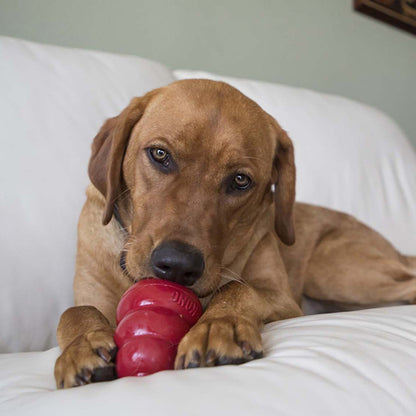 Kong snacks small liver recipe dog treats