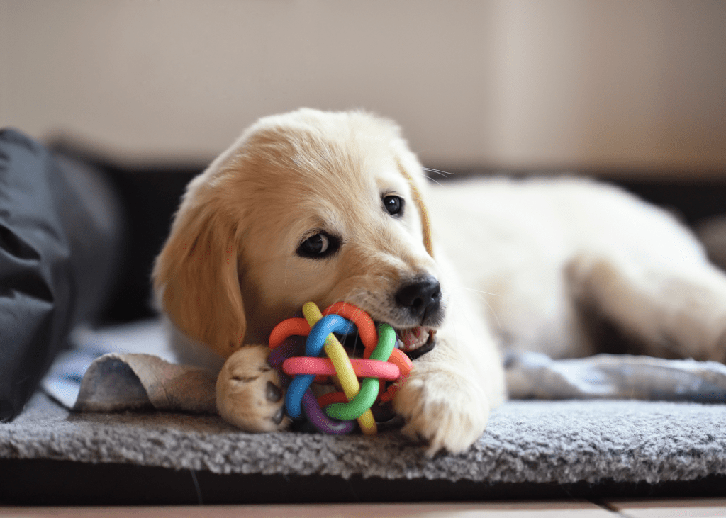 Multipet pet fun multiplied dog toy