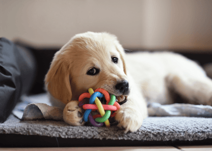 Multipet pet fun multiplied dog toy