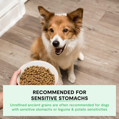 Open Farm, Ancient Grains Dry Dog Food, Protein - Rich & Nutrient Dense, 90% Animal Protein Mixed with Non - GMO Fruits, Veggies and Superfoods, Harvest Chicken Recipe, 22lb Bag