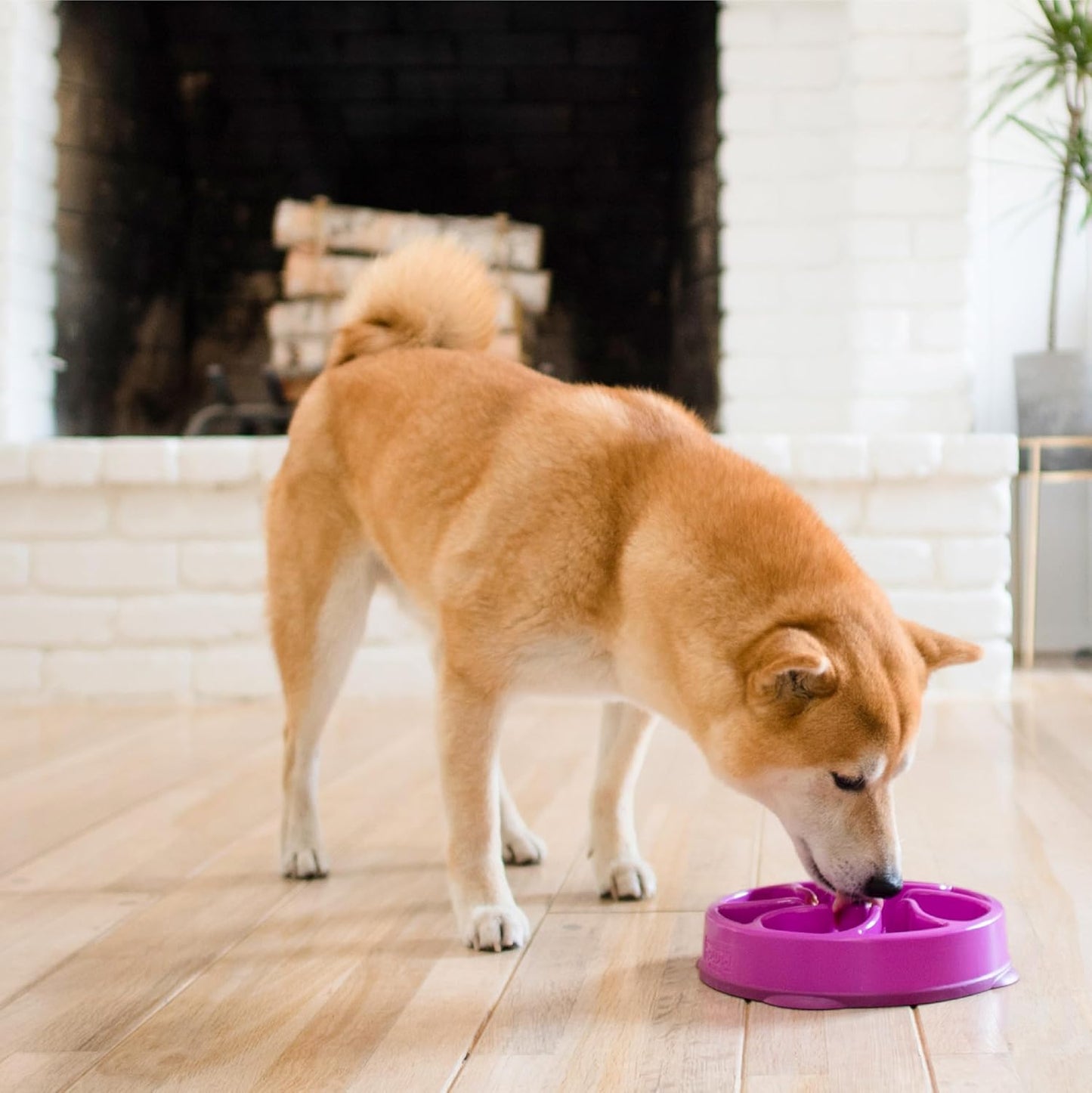Outward hound fun feeder slo bowl 2 cups