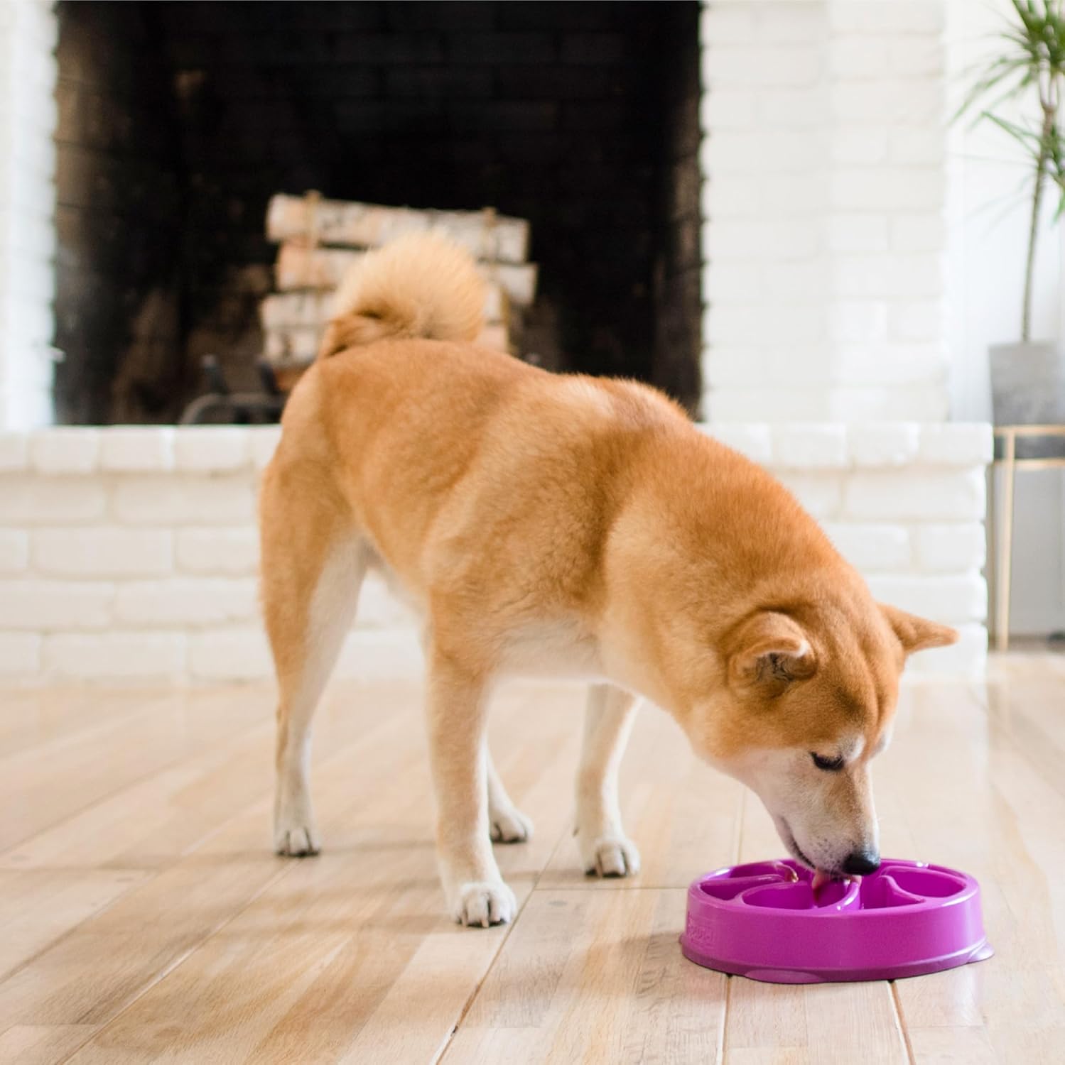 Outward hound fun feeder slo bowl 2 cups
