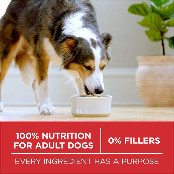 Purina one chicken and rice 8 lbs