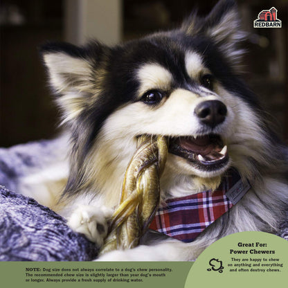 Redbarn All - Natural 12" Braided Bully Sticks for Dogs - Premium Grain - Free & Rawhide - Free Single Ingredient Long Lasting Low Odor Dental Treat for Chewers - 2 Count