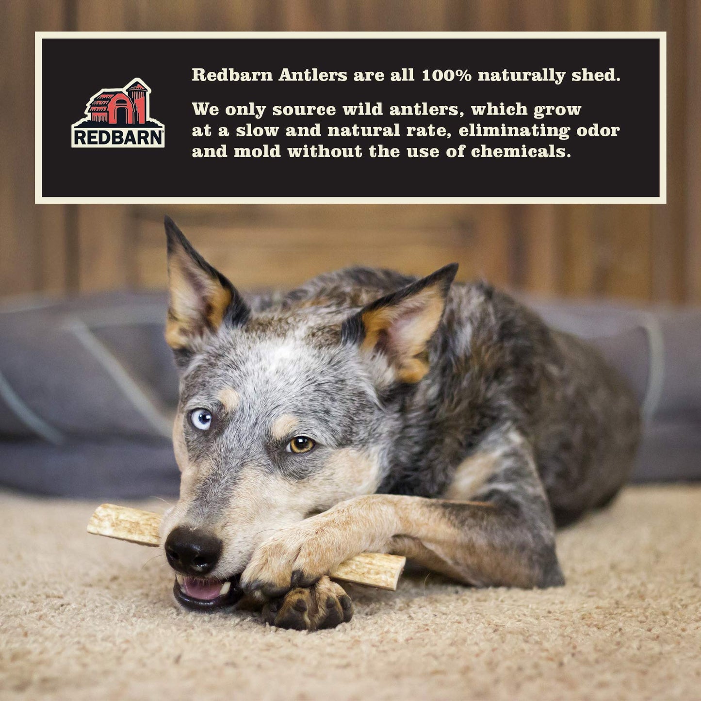 Redbarn Half Deer Antler X - Large for Dogs