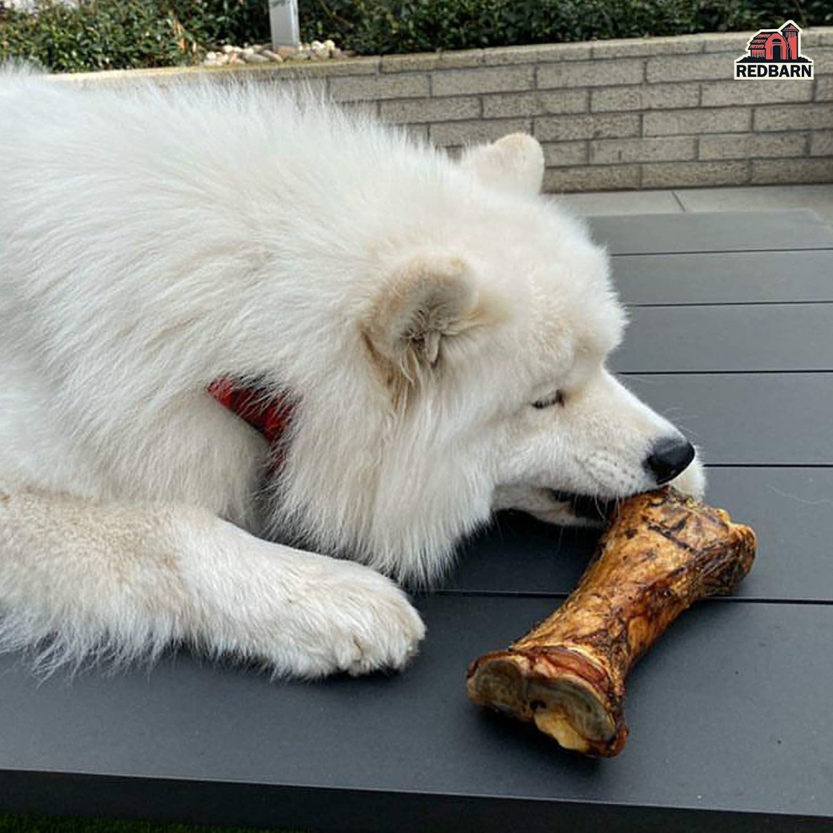 Redbarn Meaty Bone for Dogs, X - Large (1 - Count)