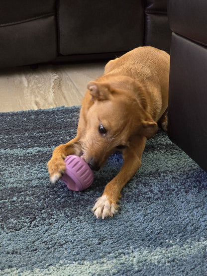 Woof pupsicle L purple